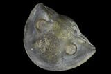 Wide, Enrolled Isotelus Trilobite - Mt Orab, Ohio #115251-1